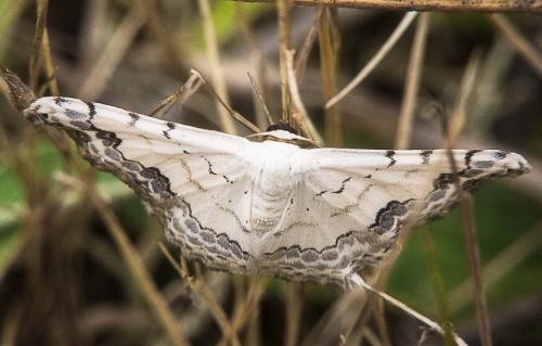 Réf. 211 112 : Scopula decorata